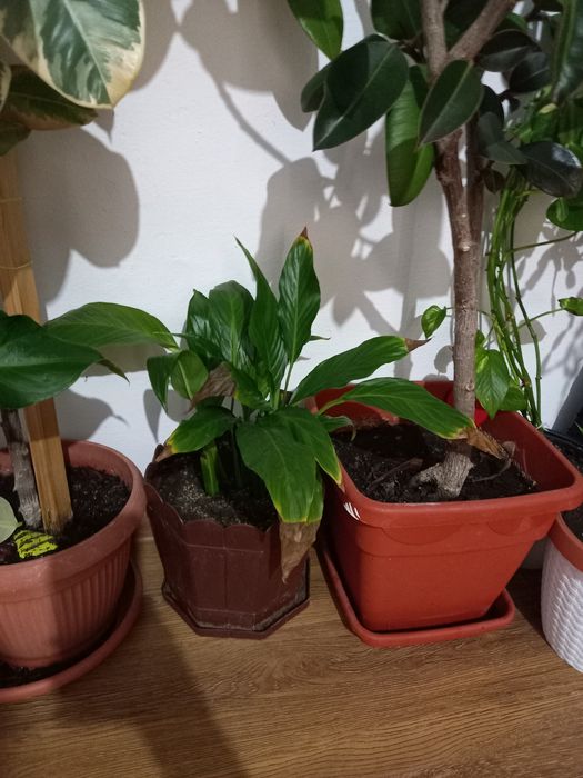 Vând plante de apartament