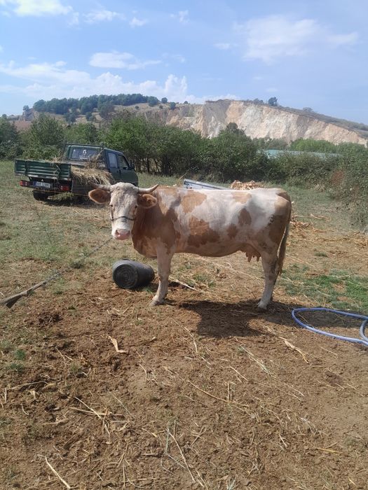 Vaca pentru abator sau tinu