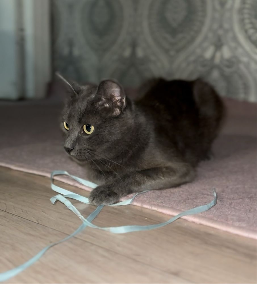 Кошка, кот, котёнок