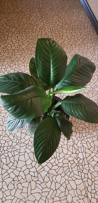 Спатифилум сенсация, Алоказия пинк дракон