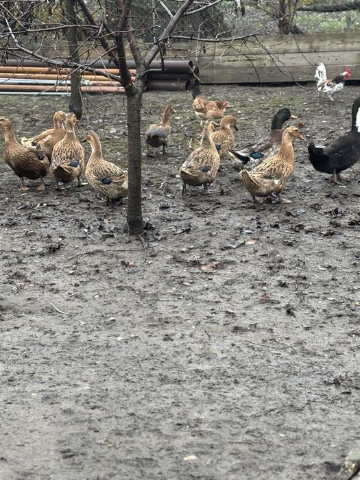 Rate românești de vanzare