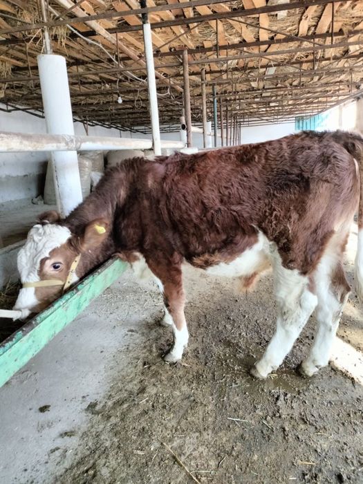 Semental srochna sotiladi