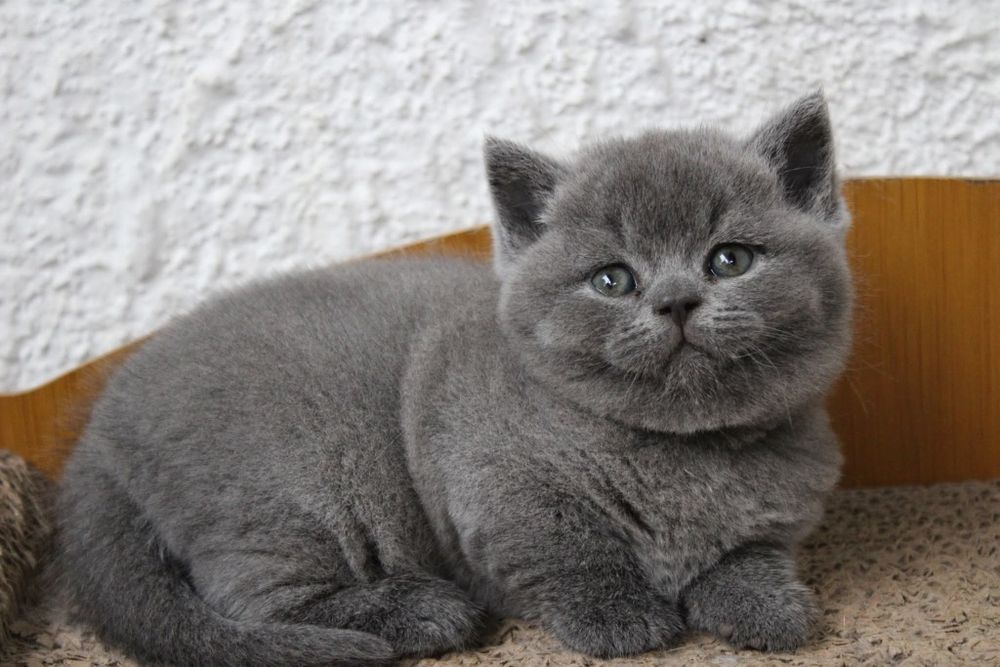 Băiețel british shorthair pedigree