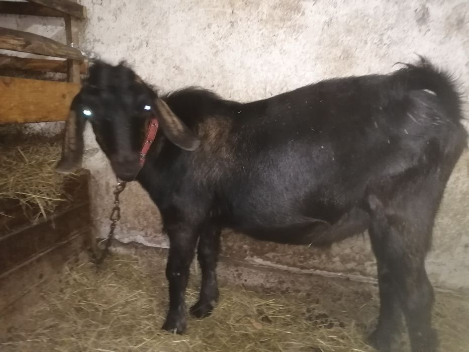 Vând țap anglo nubian sau schimb