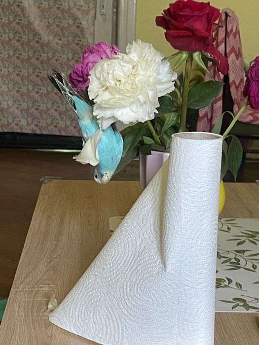 Vând Perus împreună cu colivie