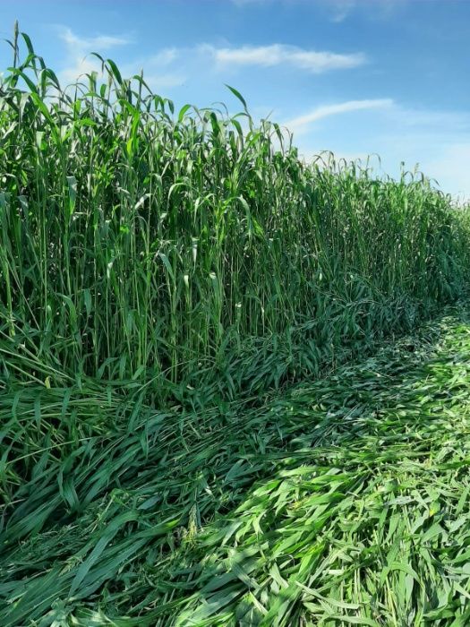 Samanta sorg x iarba de sudan, 2-3coase anuale, C1, netratata 25kg