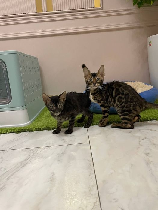 Бенгал зотли мушук боласи