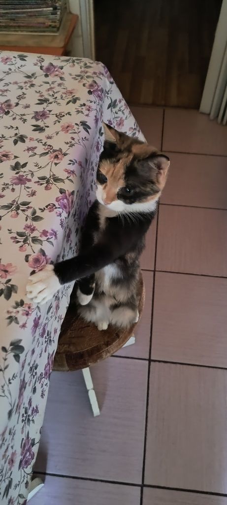 Donez pisica sterilizata