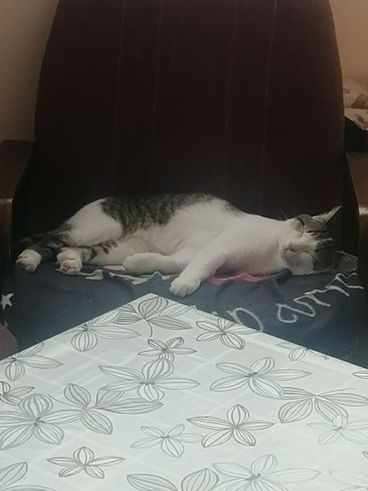 Коте порода Любов