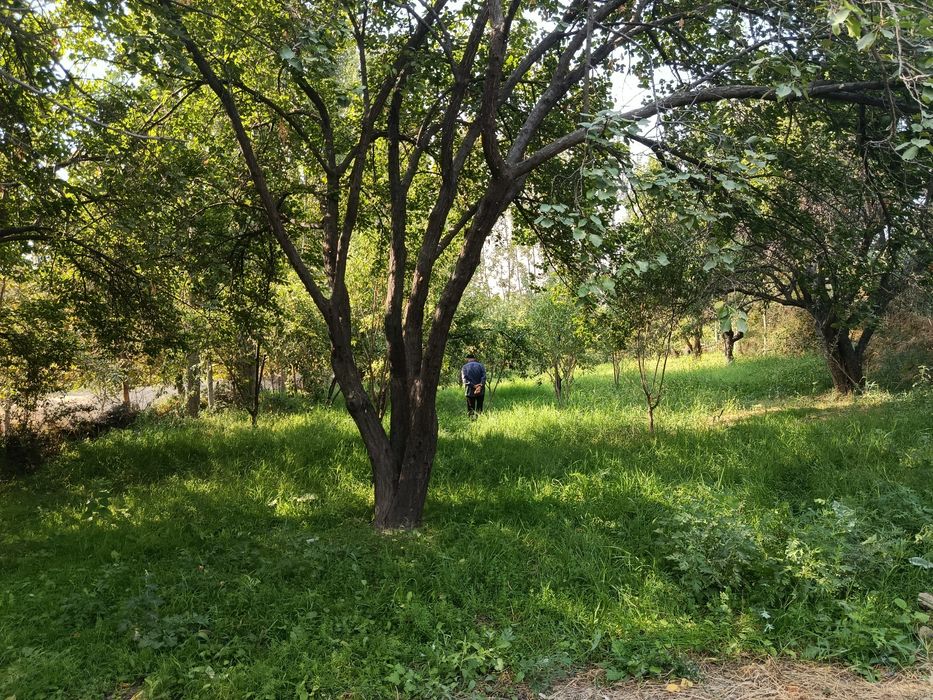 Бог мевали дарахти