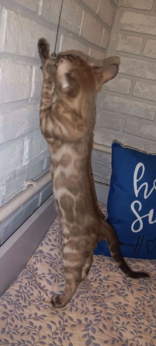 Бенгальские котята