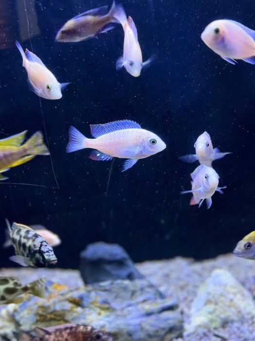 Цихлиды белый дельфин