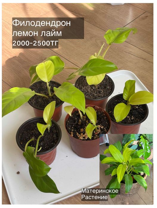 Комнатные растения разные