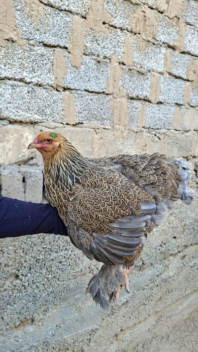 Galuboy kuropat brama makiyon sotiladi