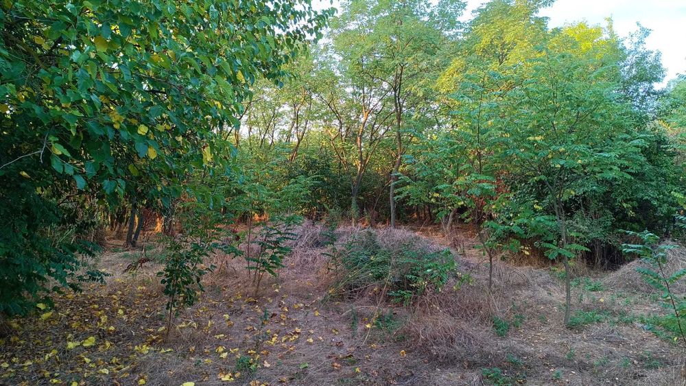 Vand teren intravilan cu padure – Potlogeni Vale, jud. Dambovita