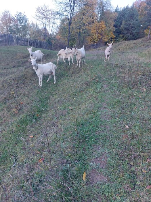 Capre zania de vanzare