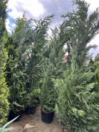 Leylandii pentru gard viu 350 cm si 200 cm