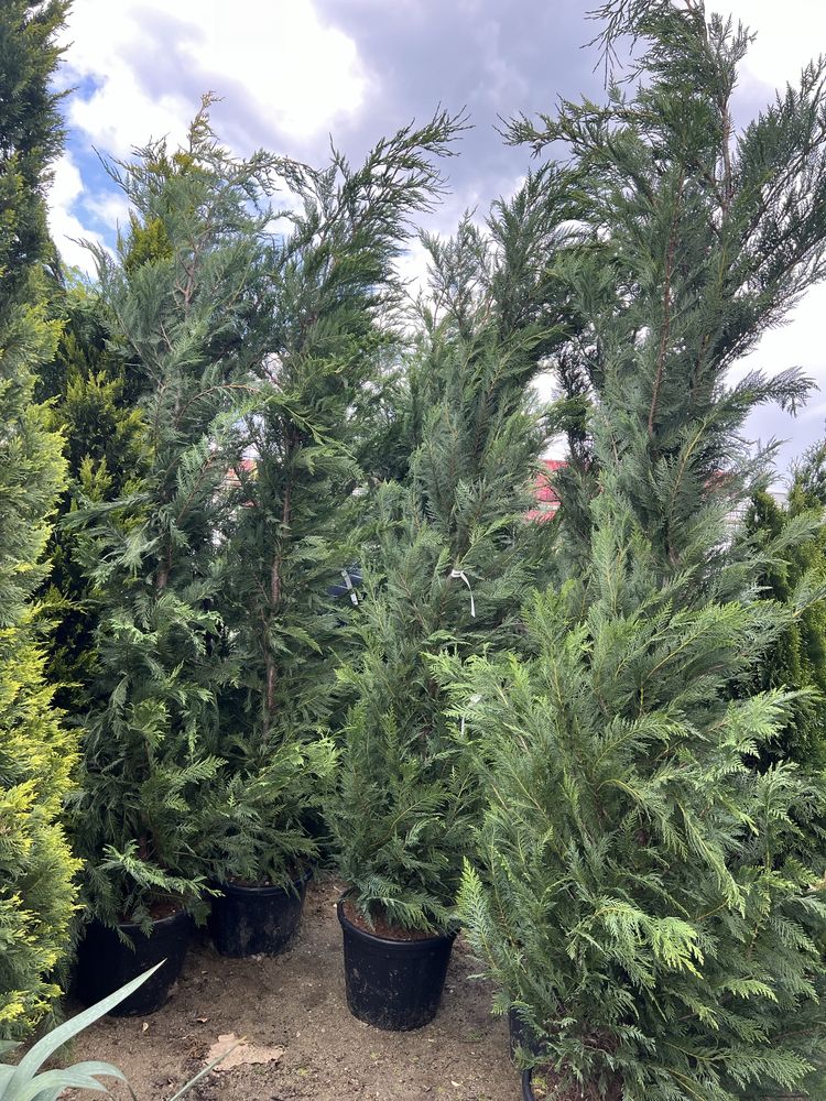 Leylandii pentru gard viu 350 cm si 200 cm