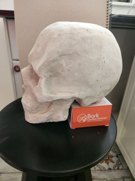 Гипсови череп в реален размер за рисуване