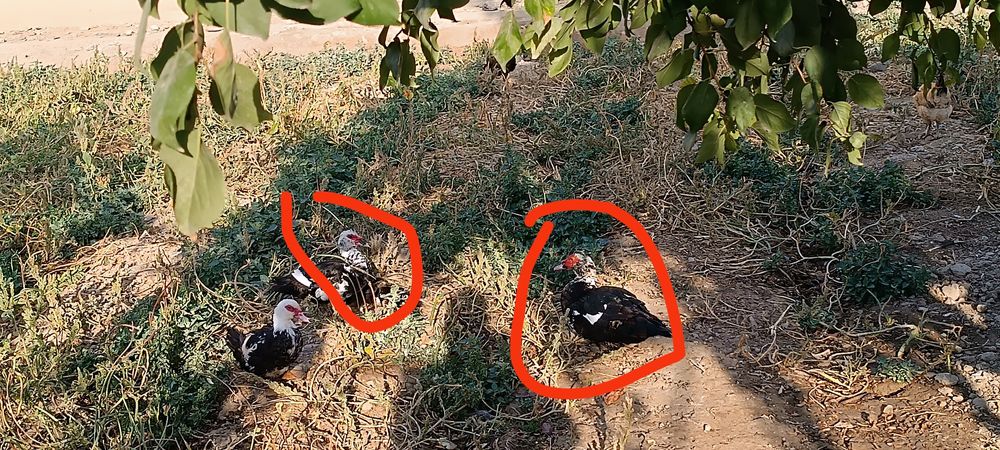 Indoutkalar sotiladi arzonroq bervoraman hammasini olganga