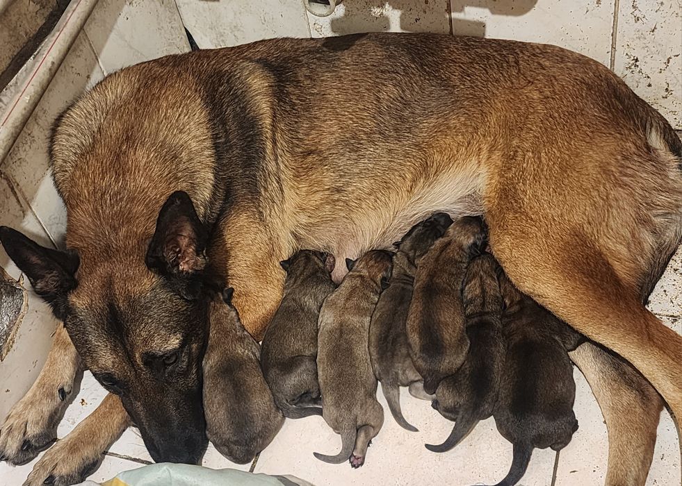 Щенки Малинуа (Бельгийская овчарка)