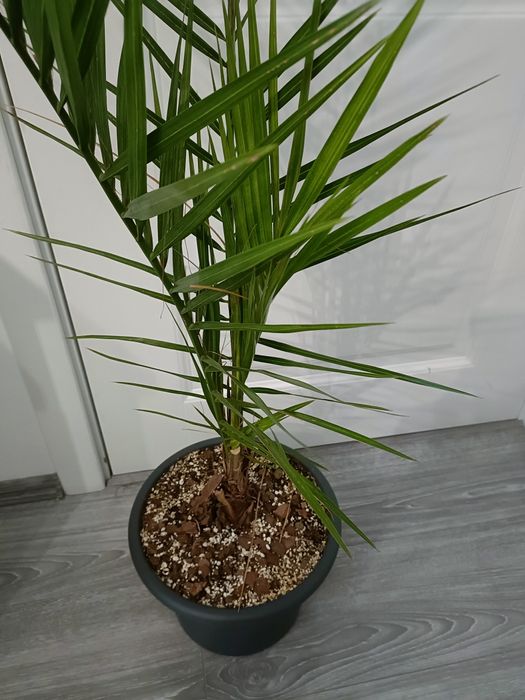 Palmier Phoenix canariensis