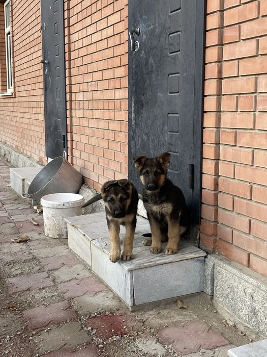 Продам овчарку щенков