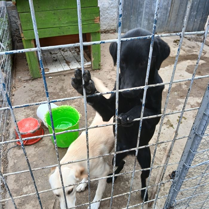 Caine labrador femelă  donez gratuit