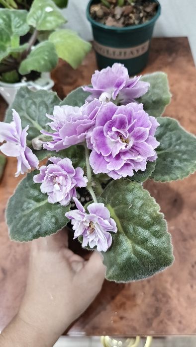 Фиалка сортовая ЕК Вера