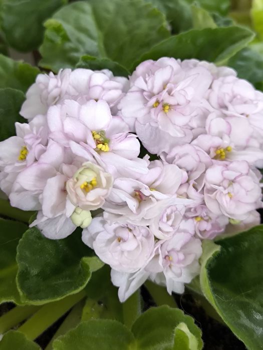 Фиалки цветущие на подарок