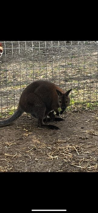 Vand femela cangur pitic