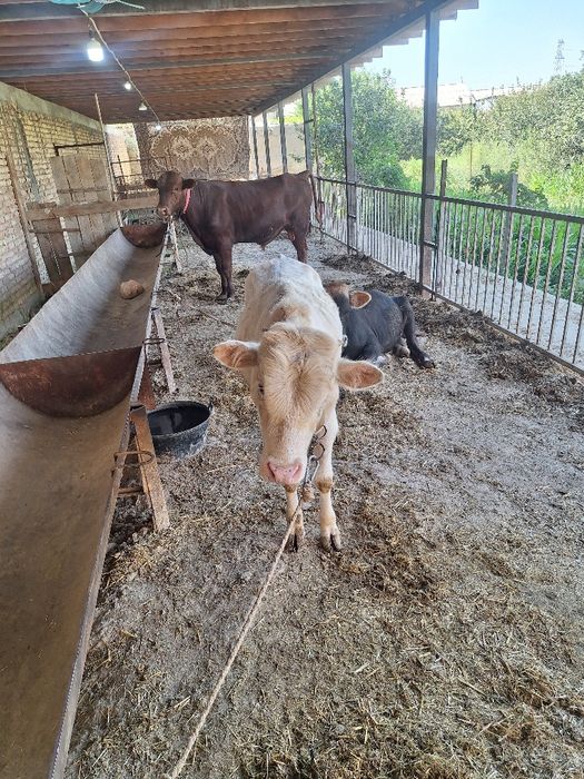 Букача, порода Авликол