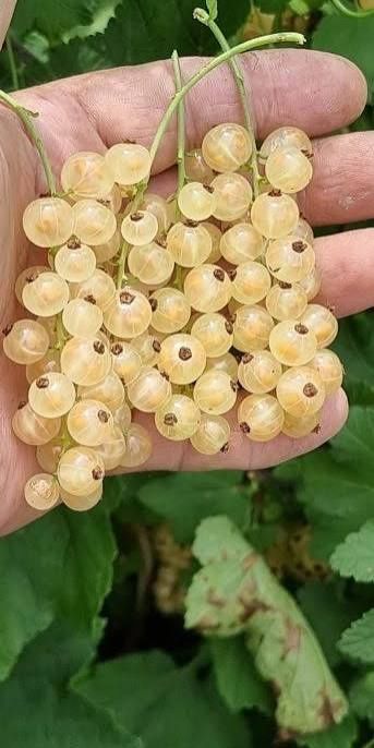 Arbuști Fructiferi (Coacăz Alb )