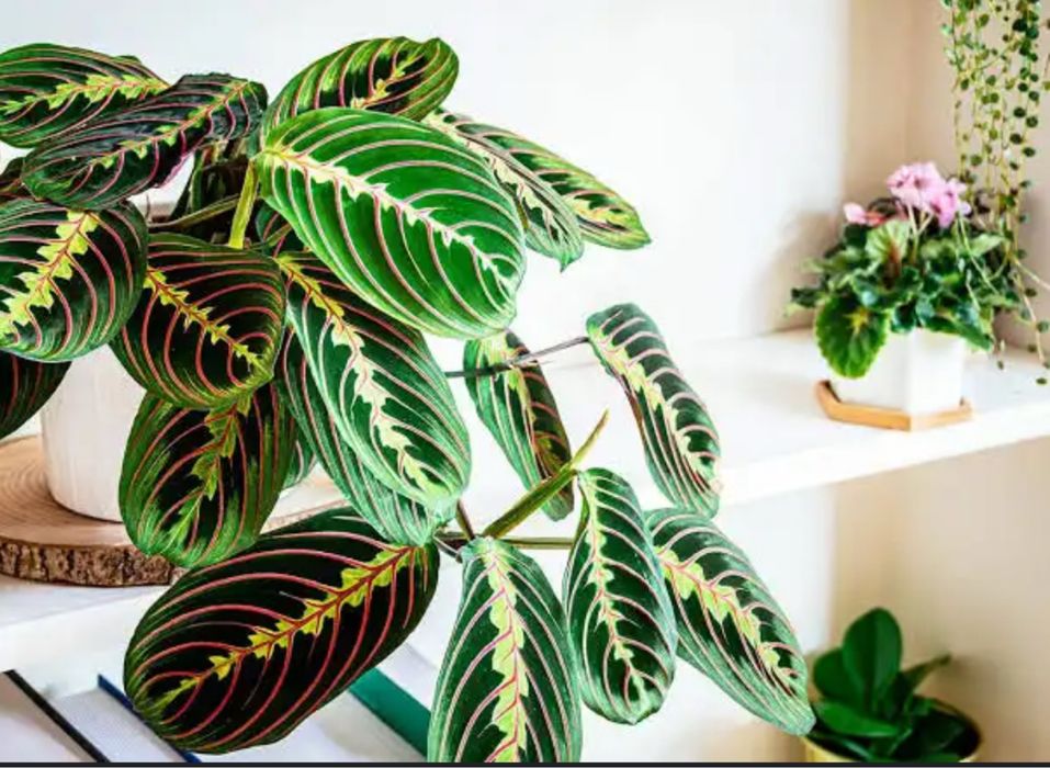 Продам домашнее растение Маранта