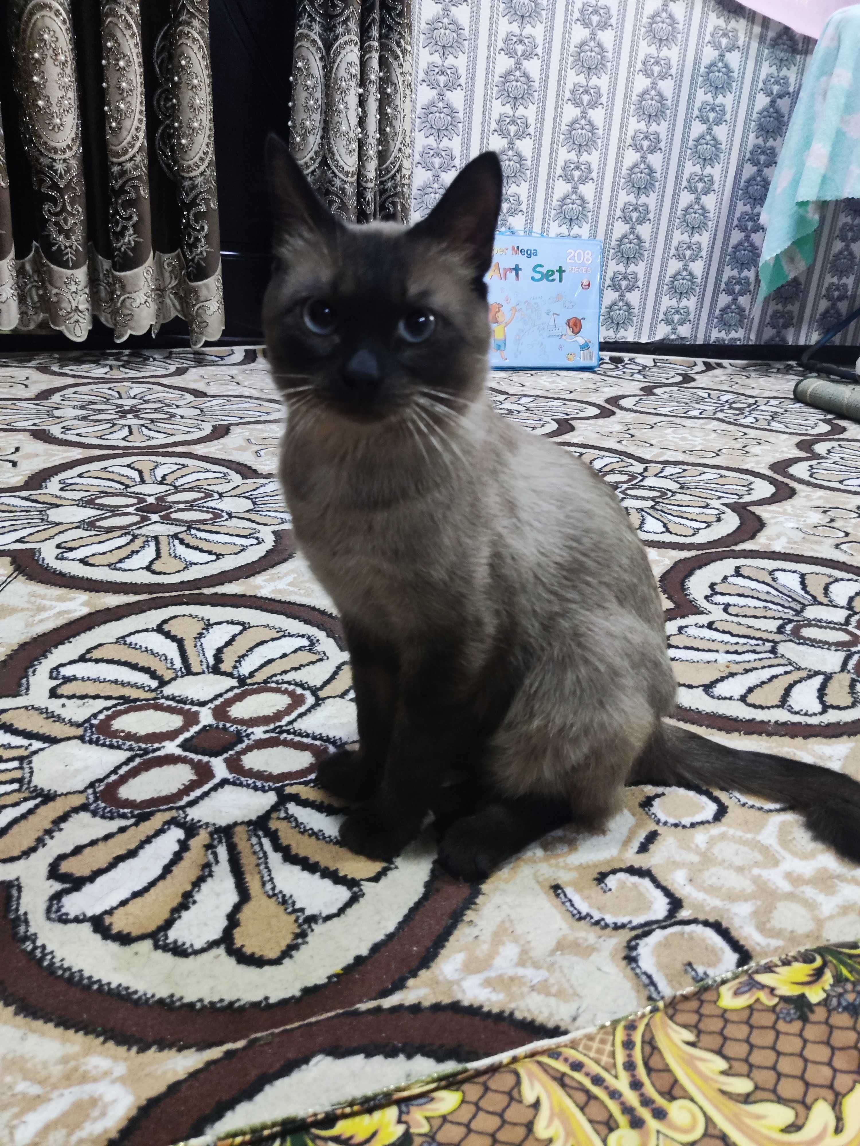 Siyamiski mushuk aqlli