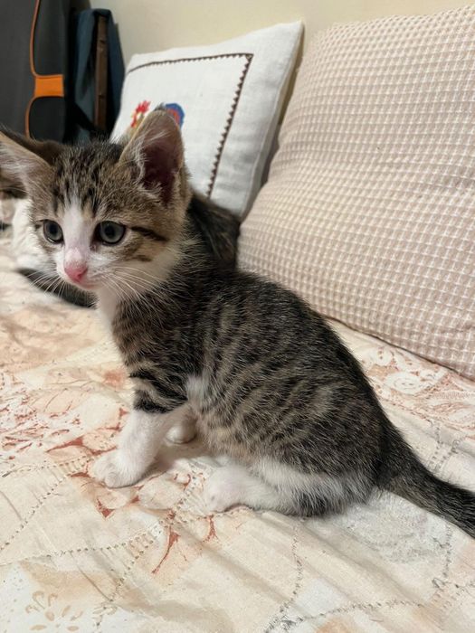 Подаряваме коте на 40 дни