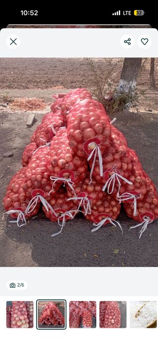 Пиёз сотилади қишги