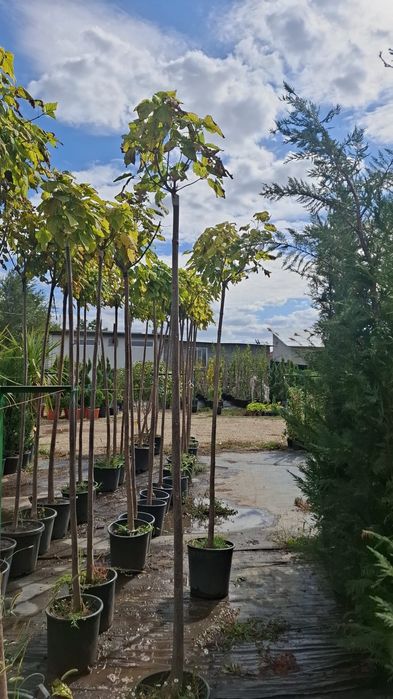 Vând catalpa globulară