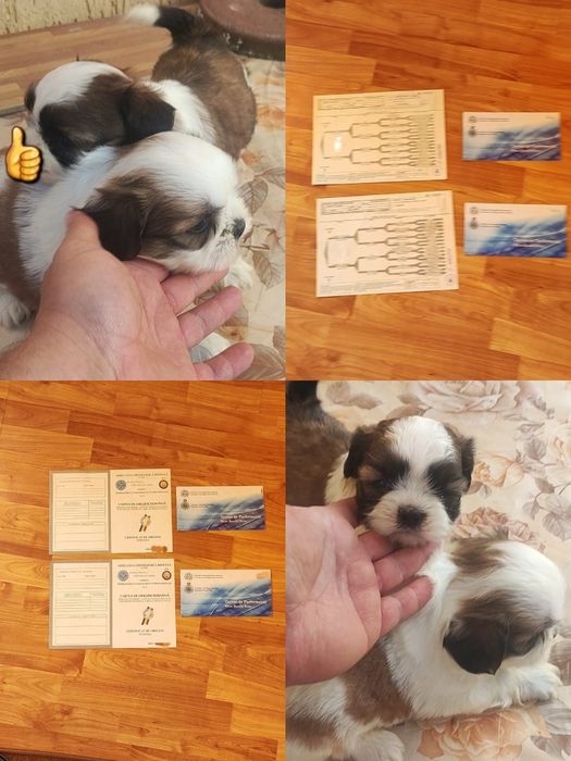 Shih tzu cu pedigree talie mică ajut cu transport în țară