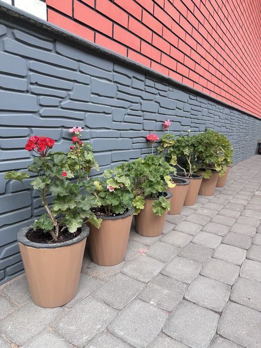 Пеларгоний сортовые 7 видов