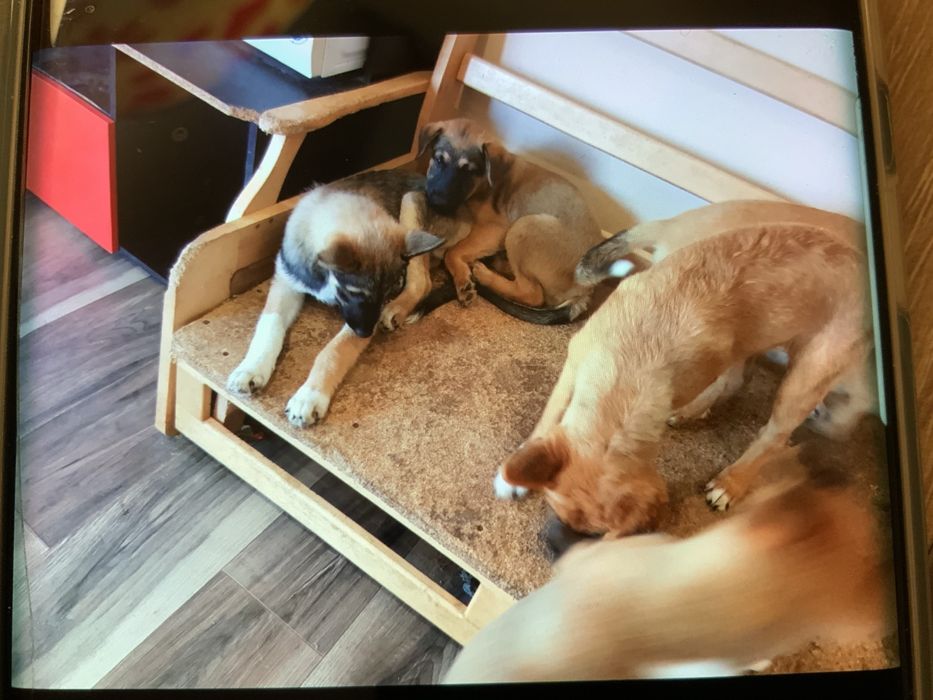 Белгийска овчарка