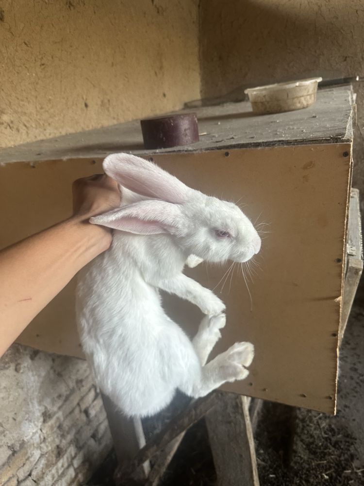 Quyon velikan toshkenda sotiladi qiz og’il aralash