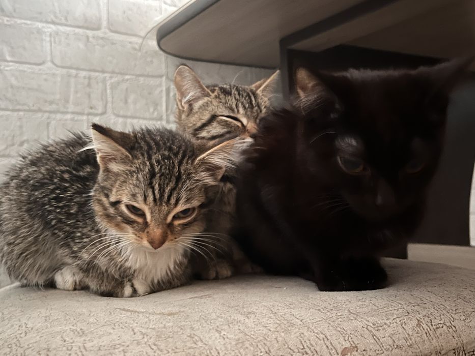 отдам котят в добрые руки