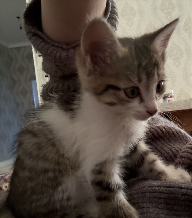 Отдам котят в хорошие руки