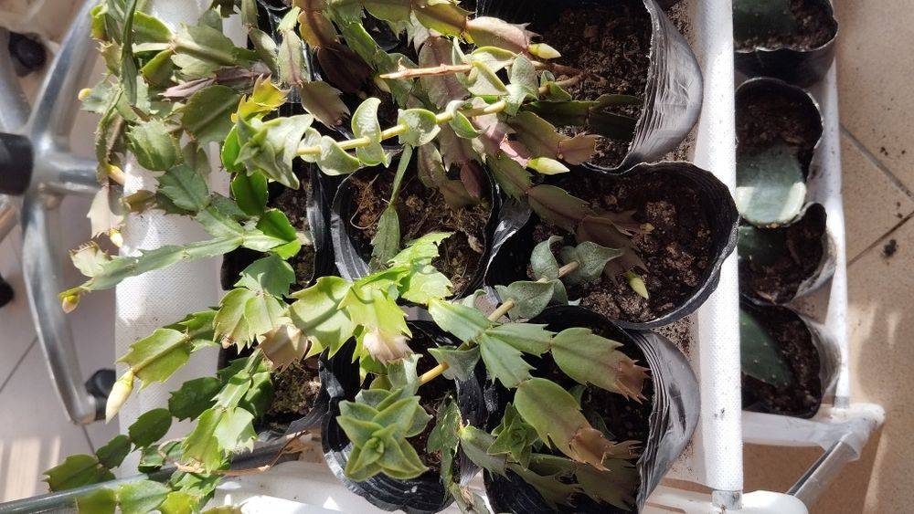 Микс цветя мушкато сакъз каланхое алое и др