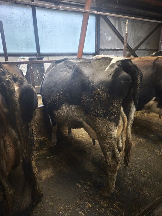 Продавам крава на 2 теле