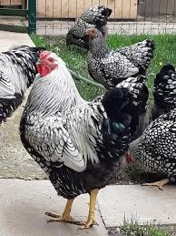 Vând cocosi  rasa Wyandotte , Brahma , de 11 luni . Deparazitati .