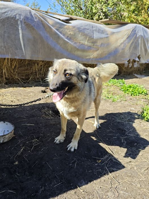 Отдам отличную собаку, стерильная