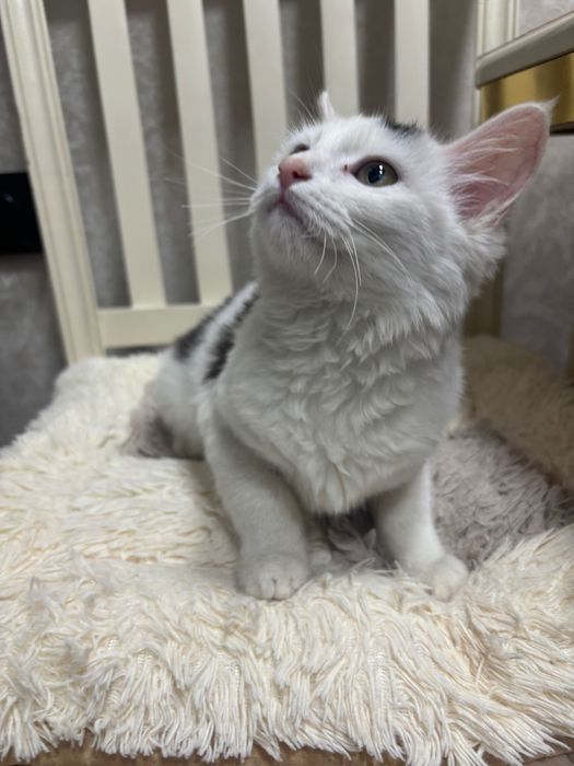 отдам котенка в хорошие руки