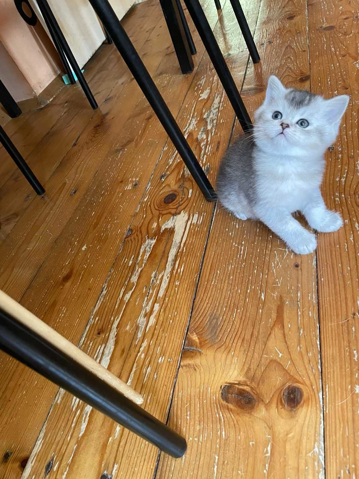 Британски сребърни котета
